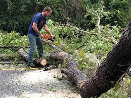 Best Tree Maintenance Programs  in Corbin, KY