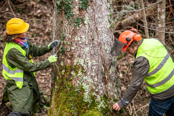 How Our Tree Care Process Works  in  Corbin, KY